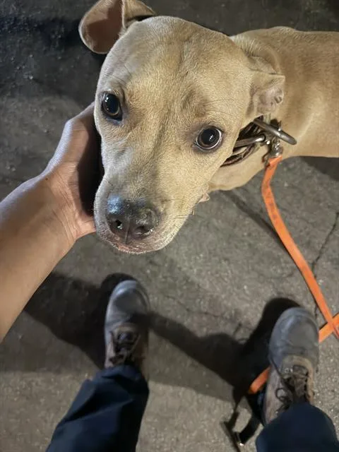 An adult large-sized male Mixed Breed dog named Jimmy for adoption in Dallas, TX