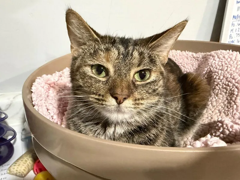A young small-sized female Domestic Short Hair cat named Blaze for adoption in Powell, OH