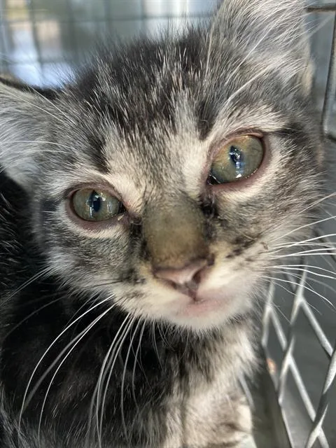 A baby small-sized female Domestic Short Hair cat named Simon for adoption in Dallas, TX