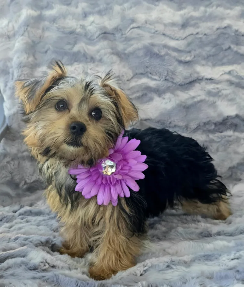 A baby small-sized female Golden Yorkshire Terrier dog named Daphne for adoption in San Pedro, CA
