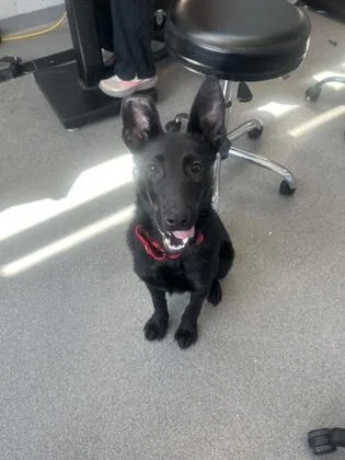 A baby medium-sized male Mixed Breed dog named Krypto for adoption in West Chester, PA