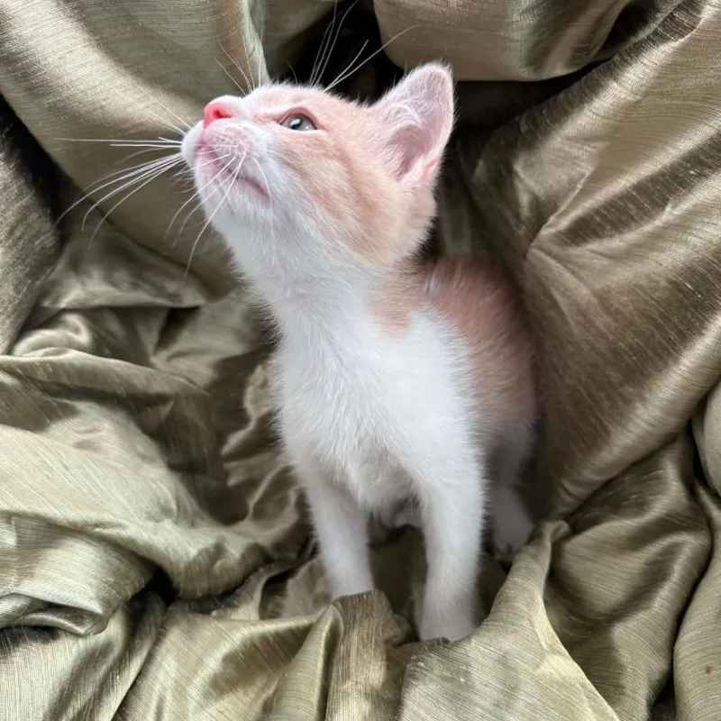 A baby small-sized male Buff / Tan / Fawn Manx cat named Clover Honeywell for adoption in Eaton Rapids, MI