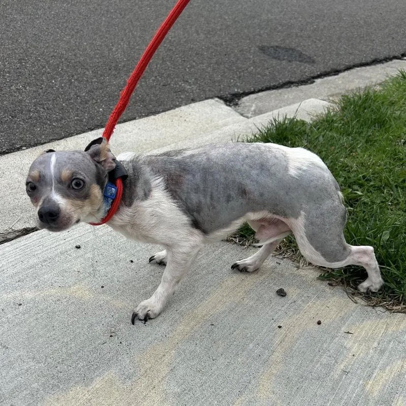 An adult small-sized male White / Cream Chihuahua dog named Pillsbury for adoption in Binghamton, NY