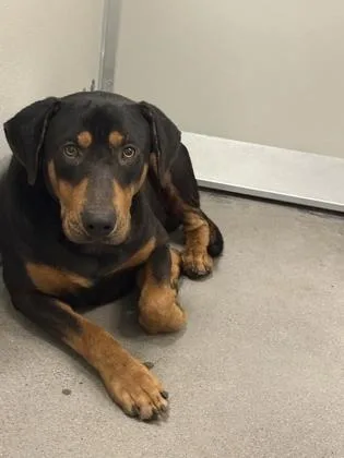 An adult large-sized male Rottweiler dog named Mooshroom for adoption in Fresno, CA