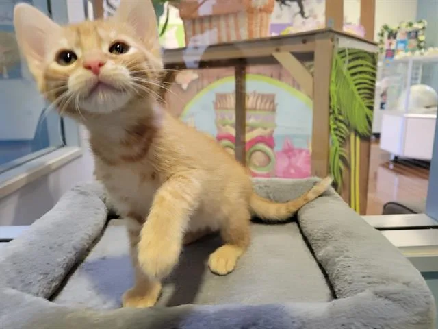 A baby small-sized male Domestic Medium Hair cat named Rusty for adoption in Santa Clara, CA