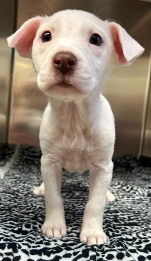 A baby medium-sized female Pit Bull Terrier dog named Zero for adoption in Madison, GA