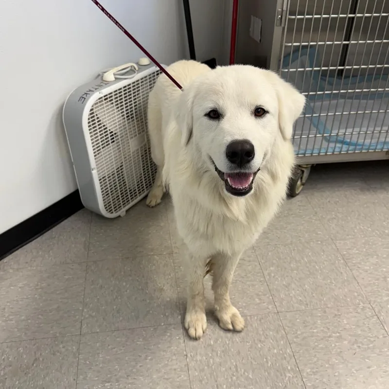 A young large-sized male Great Pyrenees dog named James for adoption in Bastrop, TX