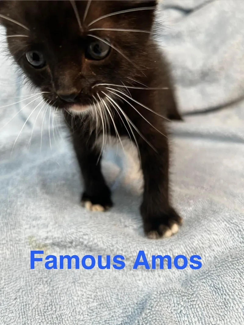A baby small-sized male American Shorthair cat named Famous Amos for adoption in Paulina, LA