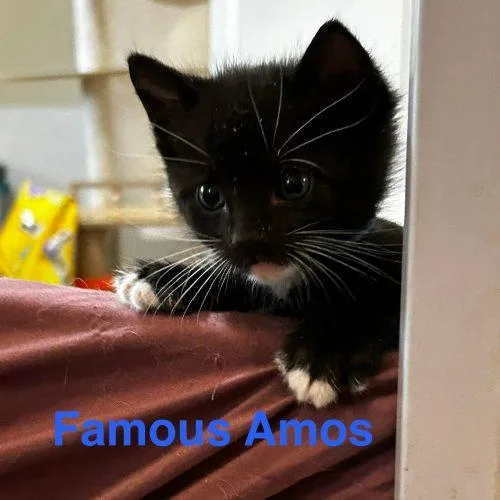 Famous Amos thumbnail 2