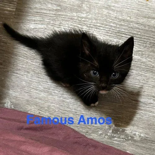 Famous Amos thumbnail 3