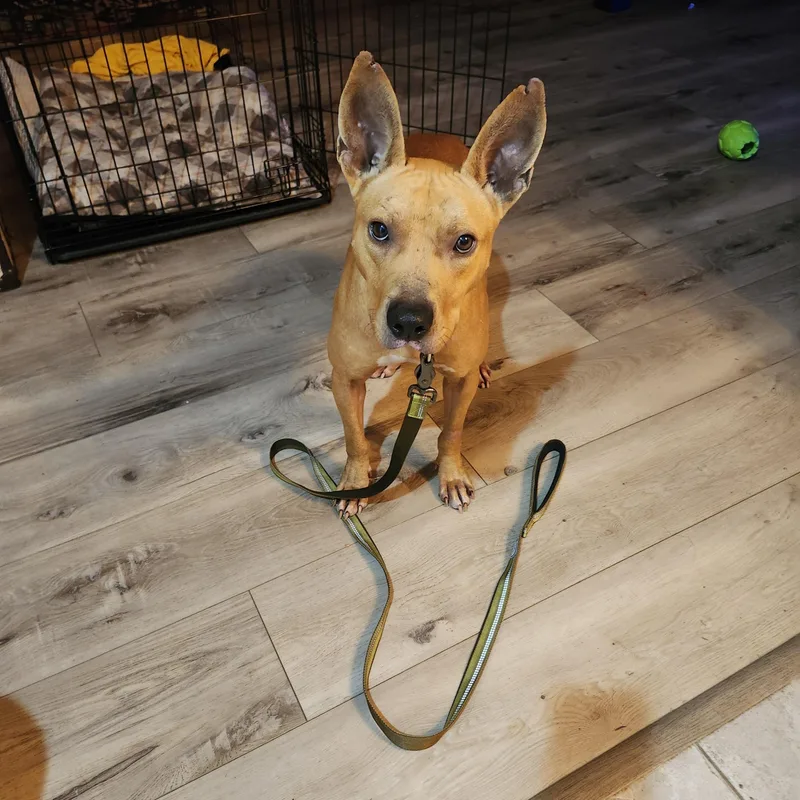 A young medium-sized male Apricot / Beige Terrier dog named Zoran for adoption in Oswego, IL