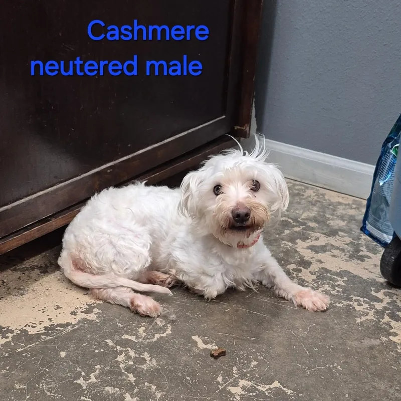 An adult small-sized male White / Cream Mixed Breed dog named Cashmere for adoption in Saint Marys, PA