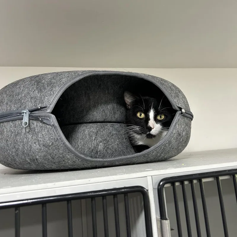 An adult large-sized male Black Domestic Short Hair cat named LoverBoy for adoption in Bismarck, ND