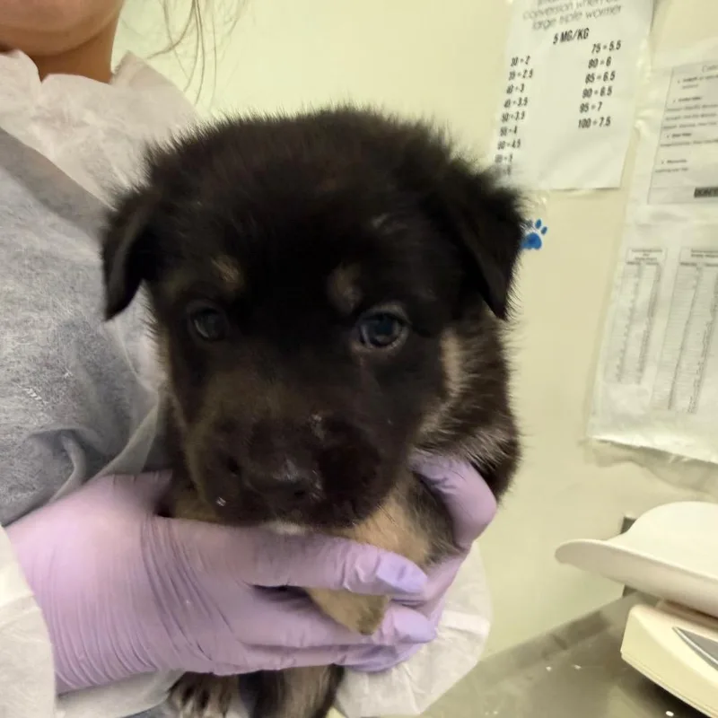 A baby small-sized male Black Mixed Breed dog named Moat Monster for adoption in Charleston, WV