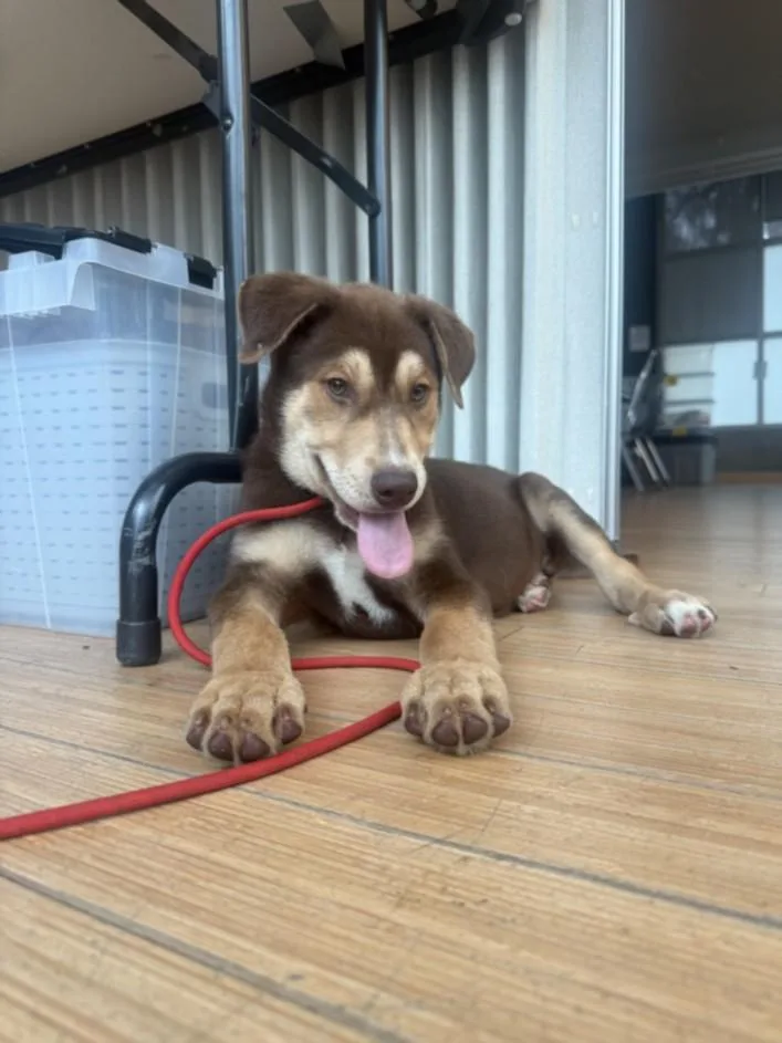 A baby small-sized male Siberian Husky dog named Nome for adoption in Van Nuys, CA