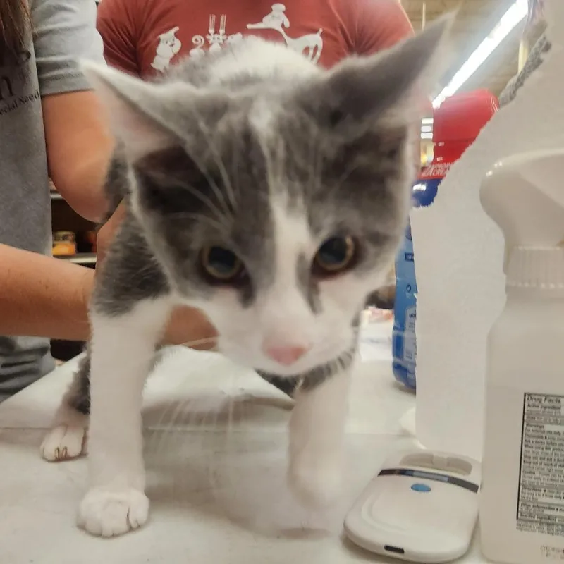 A baby small-sized male Gray / Blue / Silver Domestic Short Hair cat named Gus for adoption in Layton, UT