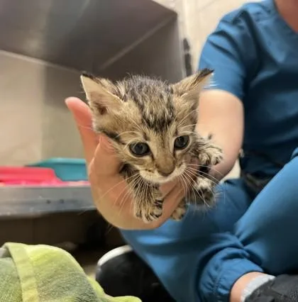 A baby small-sized male Domestic Short Hair cat named Squirtle for adoption in Farmers Branch, TX
