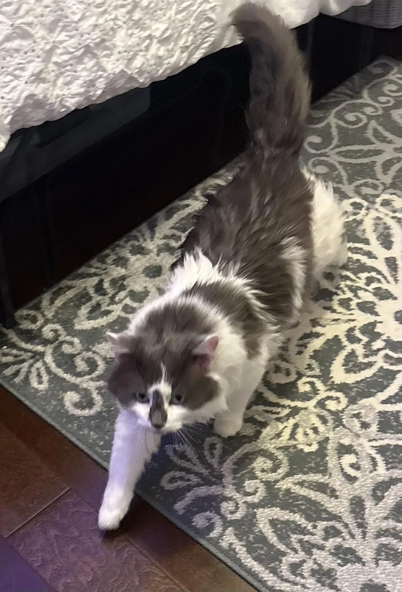 An adult medium-sized male Black & White / Tuxedo Domestic Long Hair cat named Wednesday for adoption in Broomall, PA