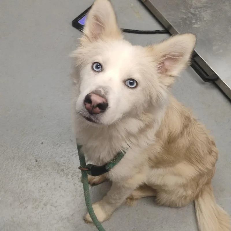 Felix aka Nova