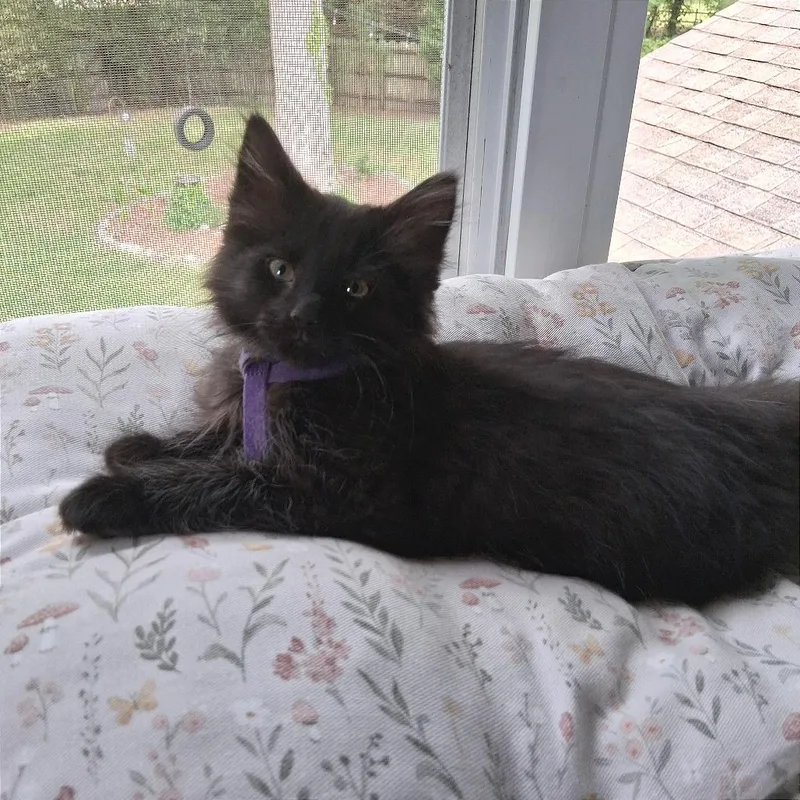 A baby small-sized male Black Domestic Long Hair cat named Volt for adoption in Chesapeake, VA