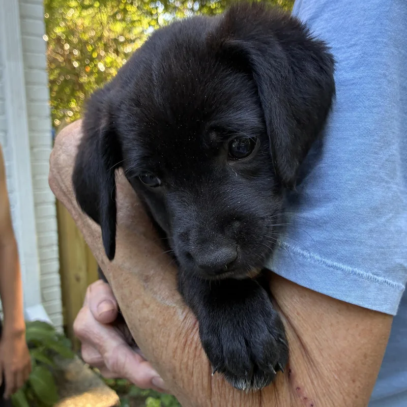 A baby medium-sized male Black Labrador Retriever dog named Cosmo for adoption in Richmond, VA