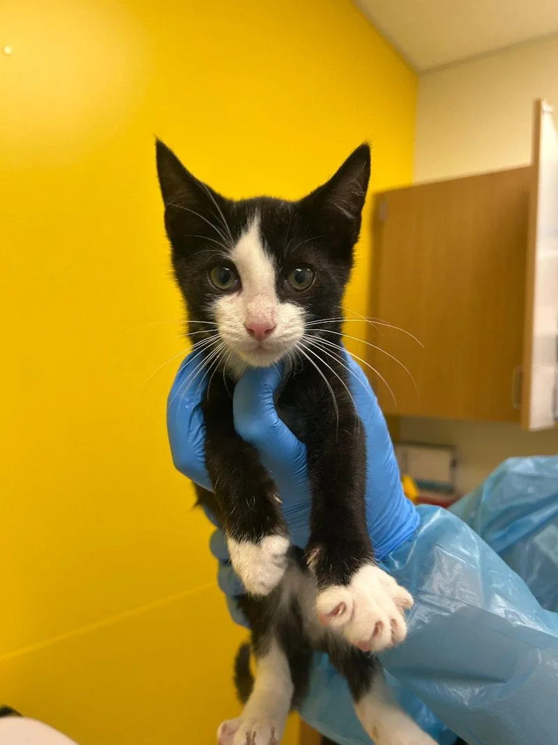A baby small-sized male Black & White / Tuxedo Domestic Short Hair cat named Declyn for adoption in Raleigh, NC