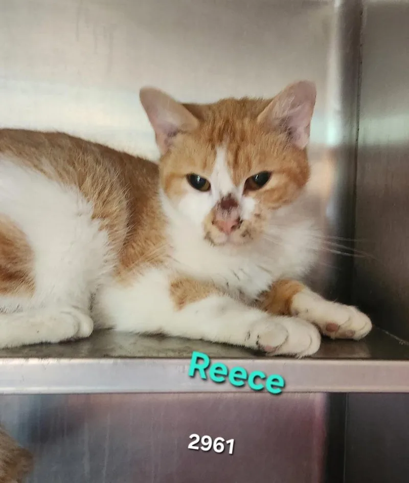 A young small-sized female Domestic Short Hair cat named Reece for adoption in Cambridge, MD