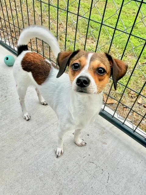 A young small-sized male Jack Russell Terrier dog named First Son for adoption in Lakeway, TX