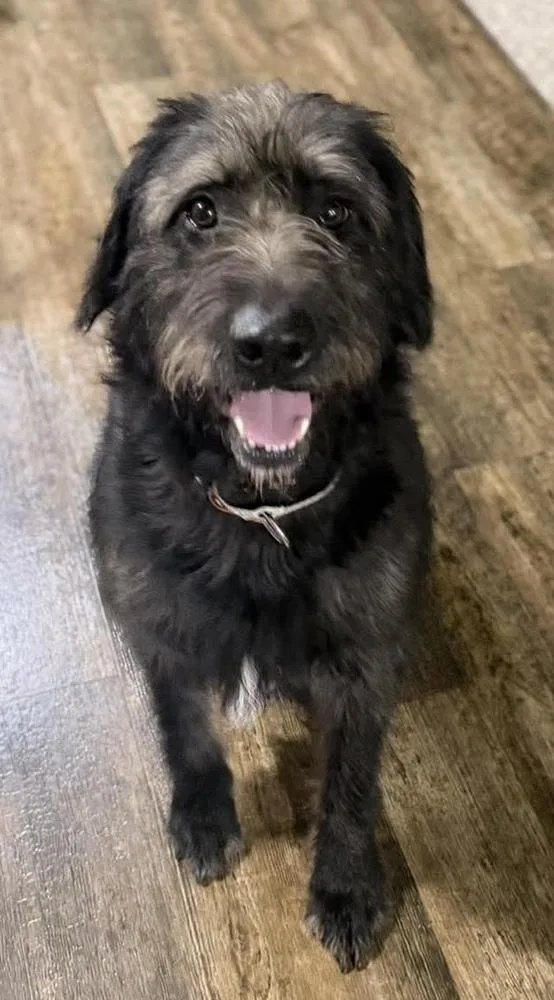 A young large-sized female Labradoodle dog named Lucy for adoption in Vancouver, WA