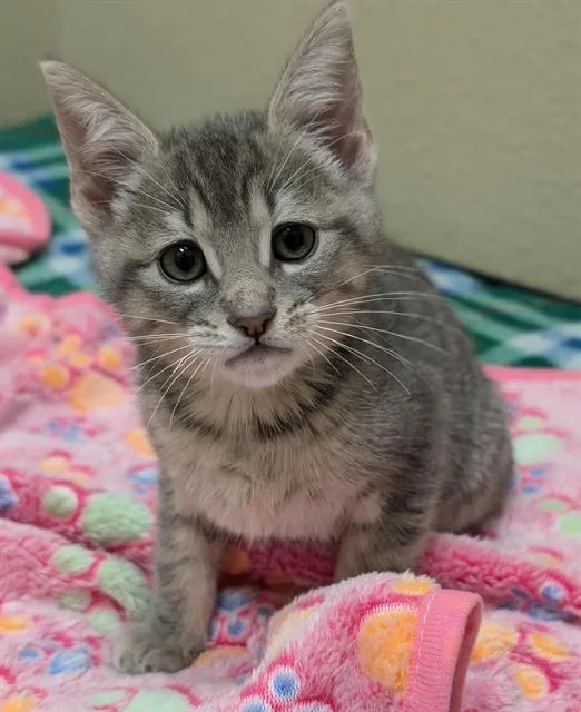 A baby small-sized female Domestic Short Hair cat named Georgia for adoption in Sacramento, CA
