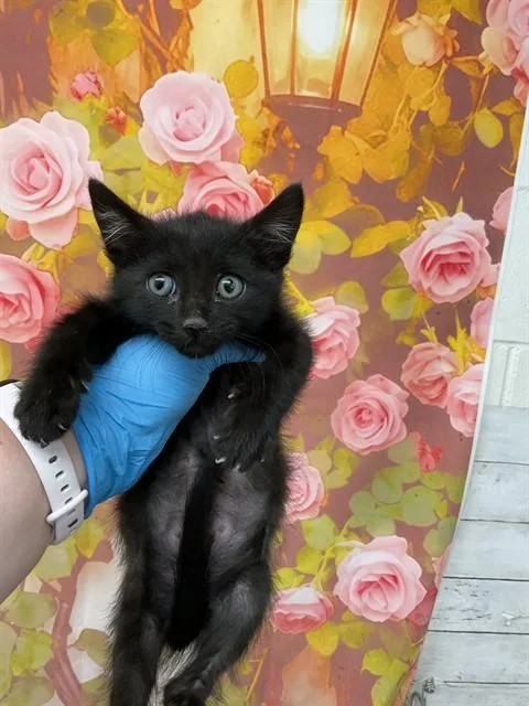 A baby small-sized male Domestic Short Hair cat named Muffin for adoption in San Bernardino, CA