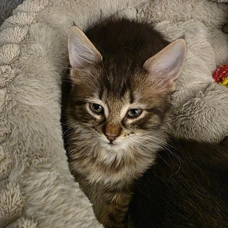 Victor
