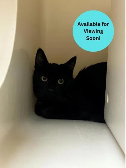 A young medium-sized male Domestic Short Hair cat named Ollie for adoption in Kalispell, MT