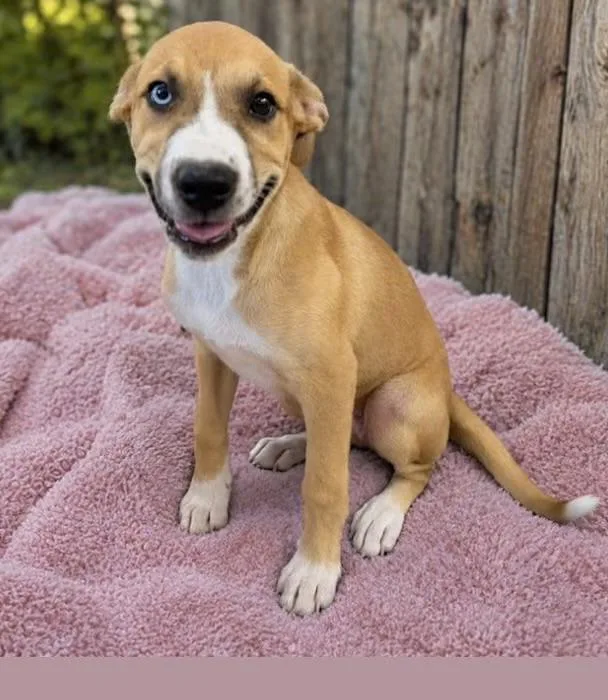 A baby medium-sized female Yellow / Tan / Blond / Fawn Boxer dog named Vine Green for adoption in Watertown, CT