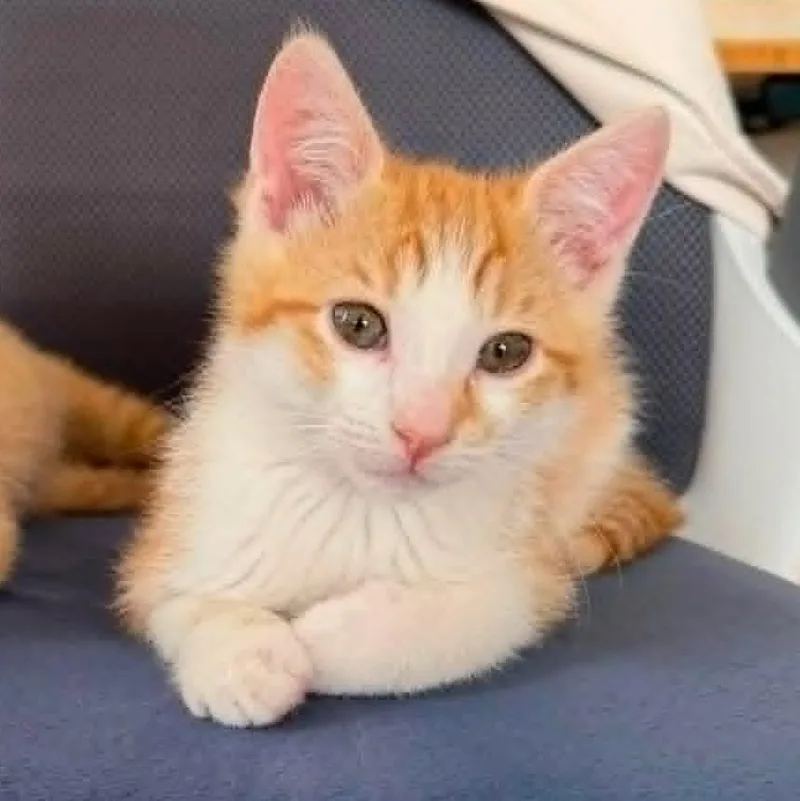A young medium-sized female Tabby (Orange / Red) Domestic Short Hair cat named Oriana for adoption in San Jose, CA