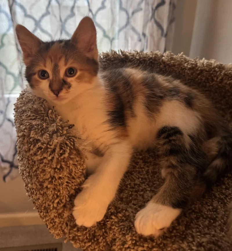 A baby small-sized female Calico cat named Spark Plug for adoption in Brighton, MI