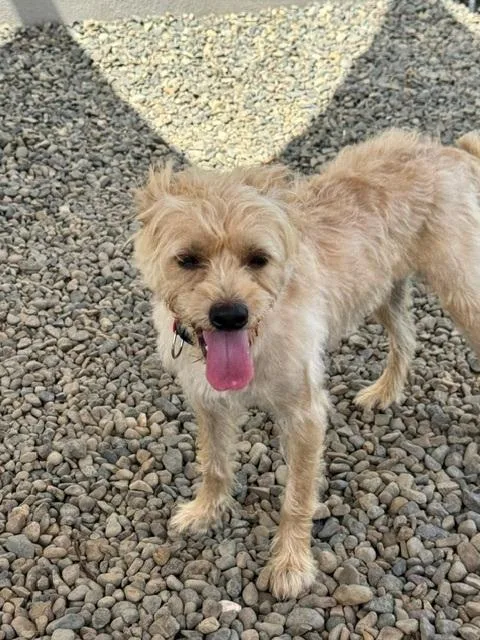 An adult medium-sized male Yellow / Tan / Blond / Fawn Cairn Terrier dog named Bengie for adoption in Andover, MA
