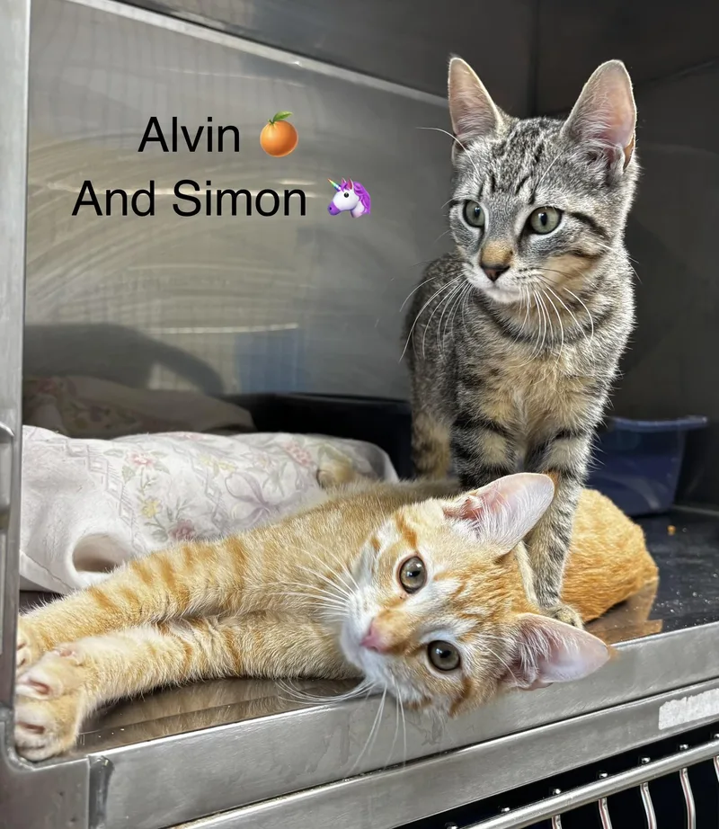 A baby large-sized male Domestic Short Hair cat named Alvin and Simon for adoption in Calais, ME