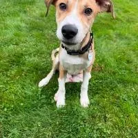 A young medium-sized male Hound dog named Fenwick for adoption in Monticello, NY