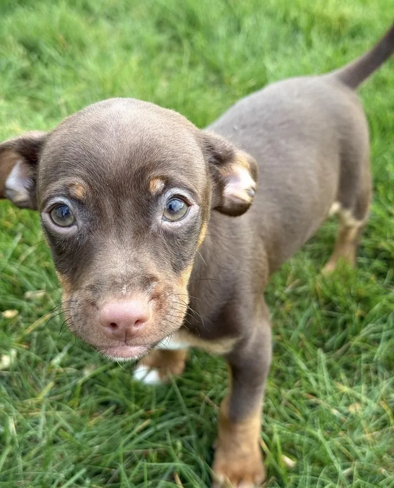 A baby small-sized male Tricolor (Brown, Black, & White) Chihuahua dog named Alfie for adoption in South Bend, IN