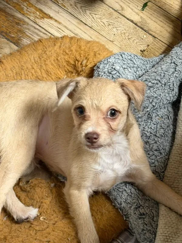 A baby small-sized male Chihuahua dog named Peter for adoption in Hewitt, NJ