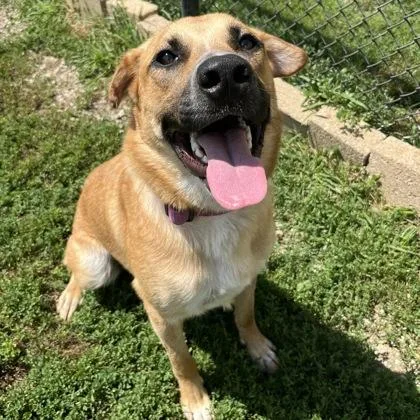 A young large-sized male Tricolor (Brown, Black, & White) Mixed Breed dog named Gibbs for adoption in Dubuque, IA