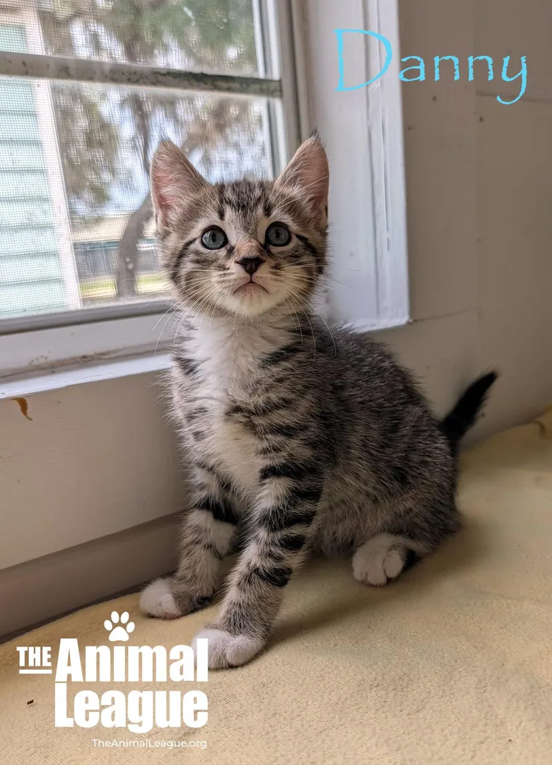 A baby medium-sized male Tabby (Brown / Chocolate) Domestic Short Hair cat named Danny for adoption in Groveland, FL