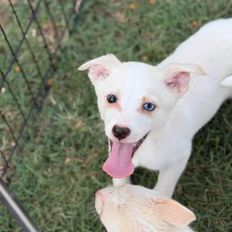 A baby medium-sized female Corgi dog named Pancake for adoption in Lutz, FL