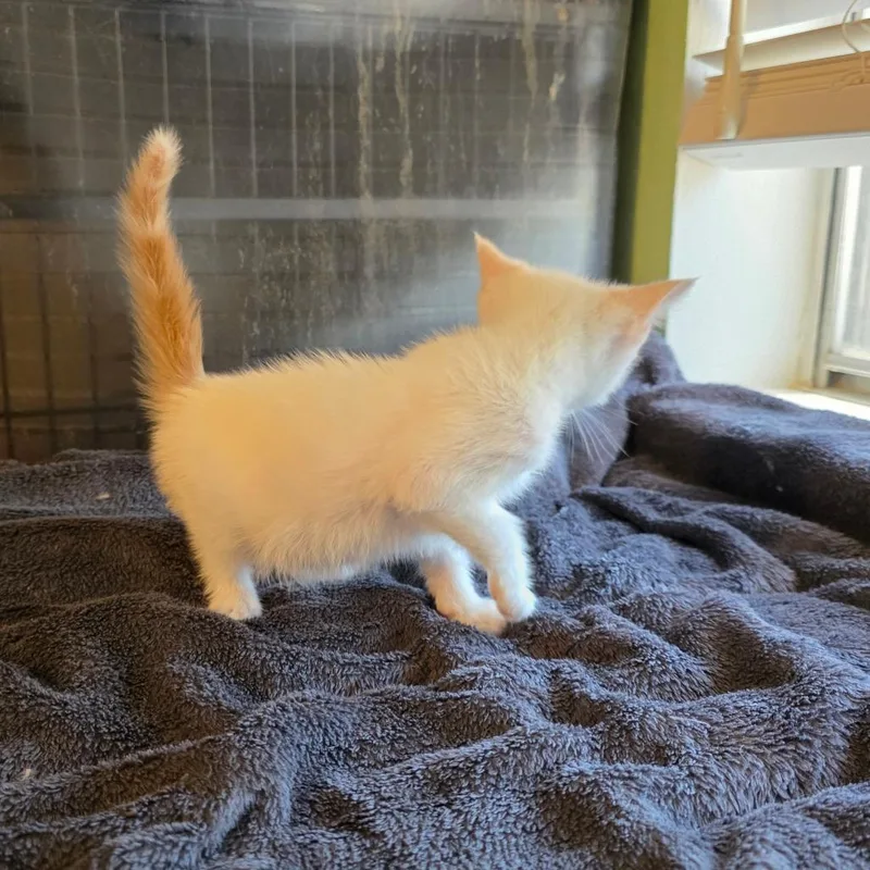 A baby small-sized male White Siamese cat named Cinder for adoption in Fort Worth, TX