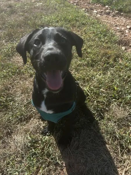 A baby medium-sized male Australian Cattle Dog / Blue Heeler dog named Domino for adoption in Osage Beach, MO