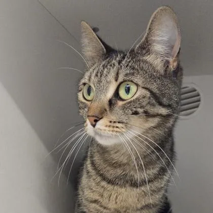 An adult medium-sized female Domestic Short Hair cat named Randi for adoption in Voorhees, NJ