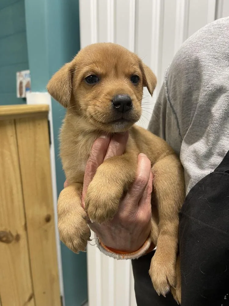 A baby small-sized female Husky dog named Hannah for adoption in Chattanooga, TN