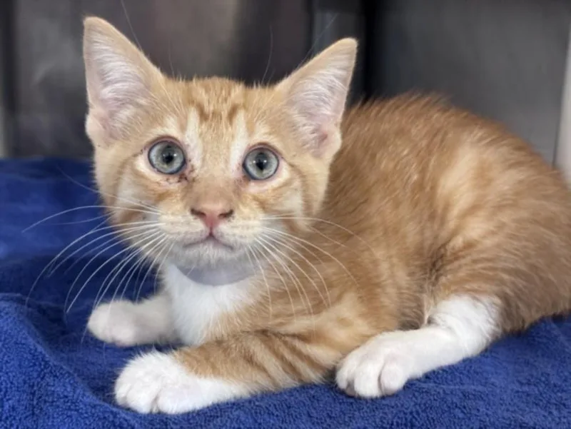 A baby small-sized male Domestic Short Hair cat named Fabian for adoption in Houston, TX