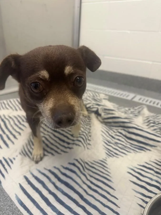 An adult small-sized male Chihuahua dog named Waco for adoption in Toledo, OH